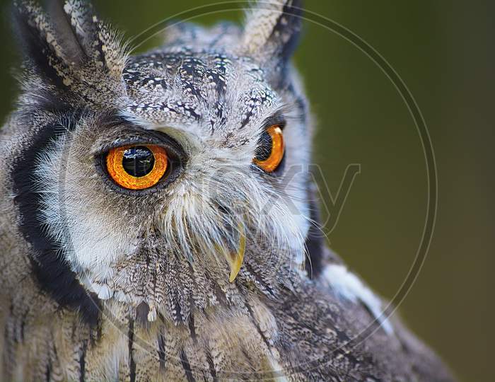 Cute Portrait Of A White Owl Bird