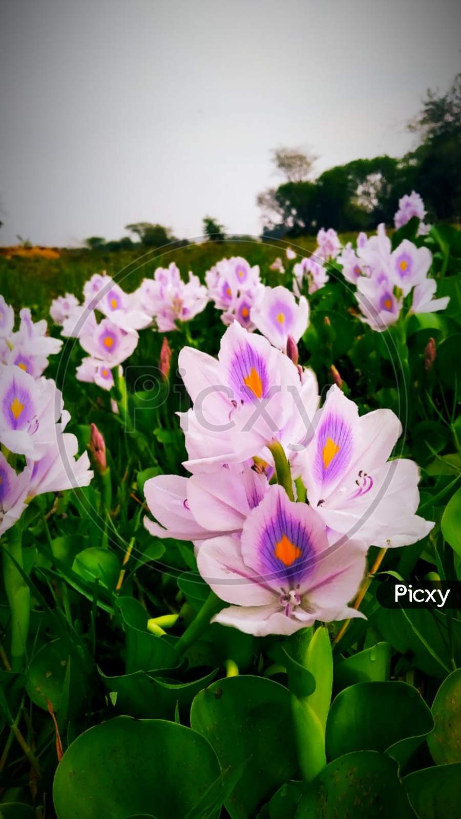Water Hyacinth Flower Pictures