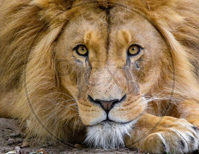 Portrait Of A Brown Lion. The Lion Is Looking At The Camera
