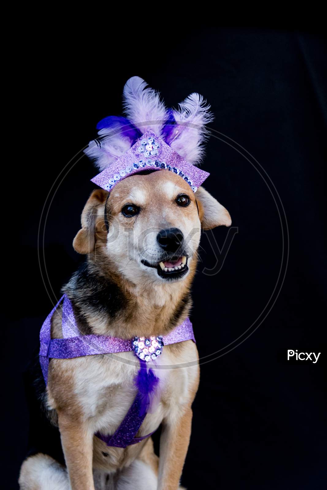 Portrait Of A Dog Dressed For Carnival, With Feathers, Sequins And Glitters