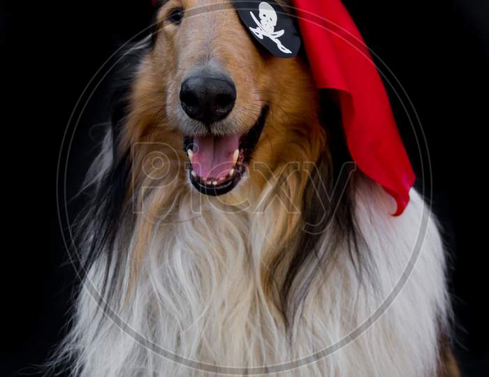 Portrait Of A Golden Collie Dog Dressed As A Pirate