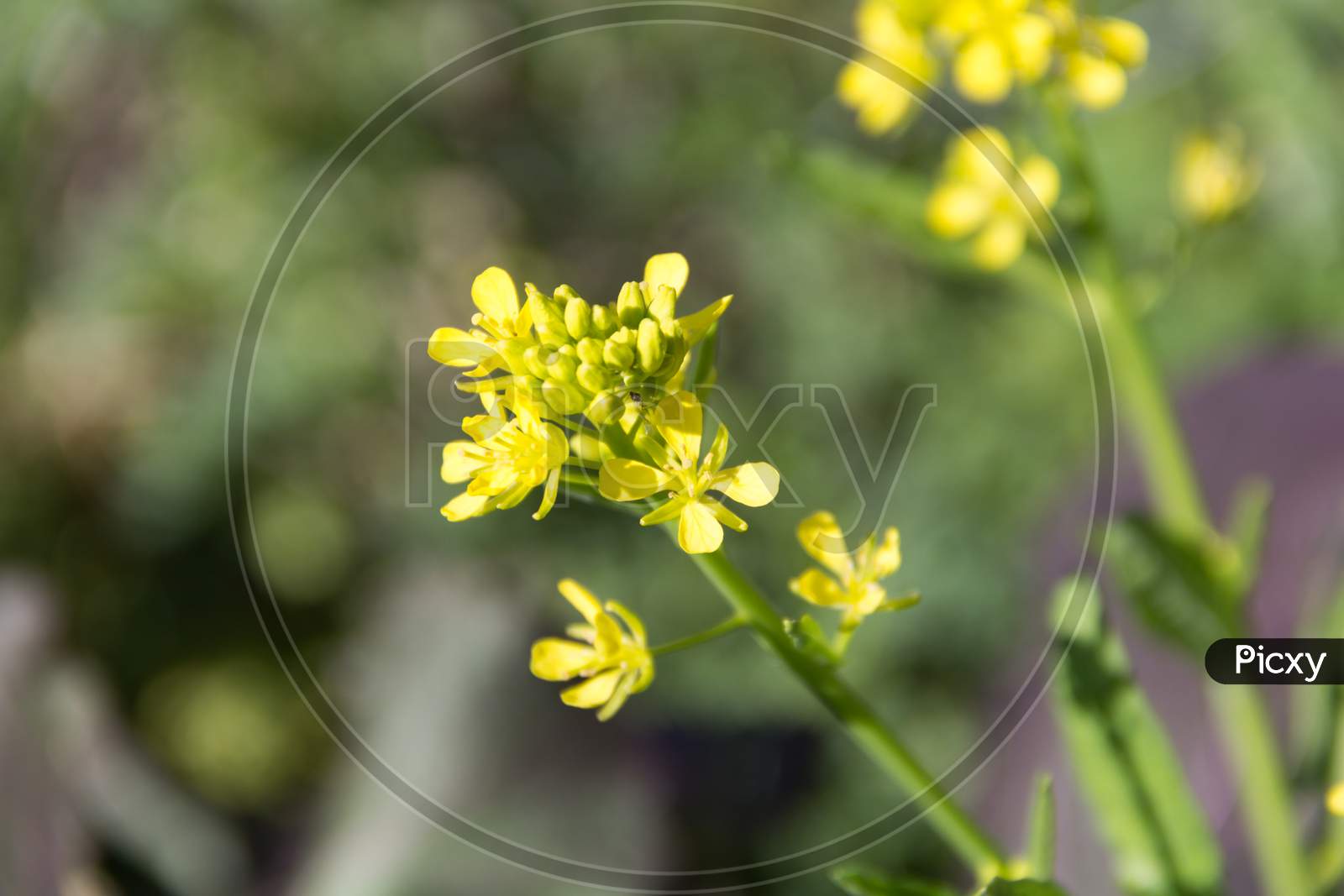 Yellow Rapeseed Flowers In Spring
