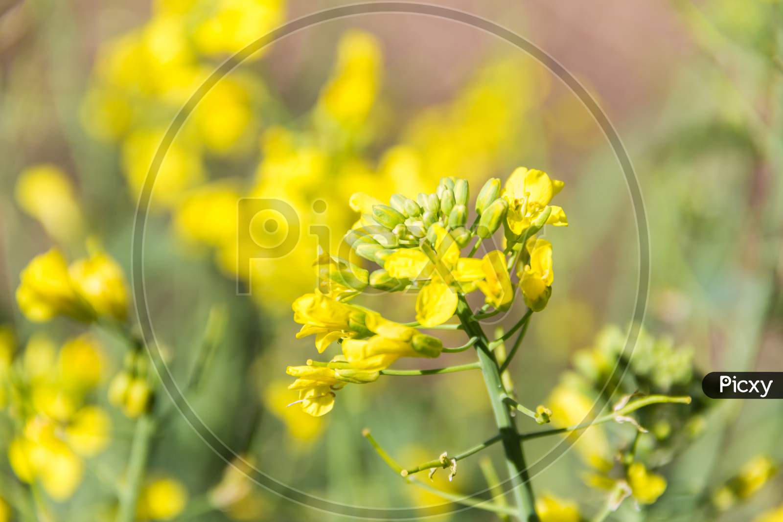 Yellow Rapeseed Flowers In Spring