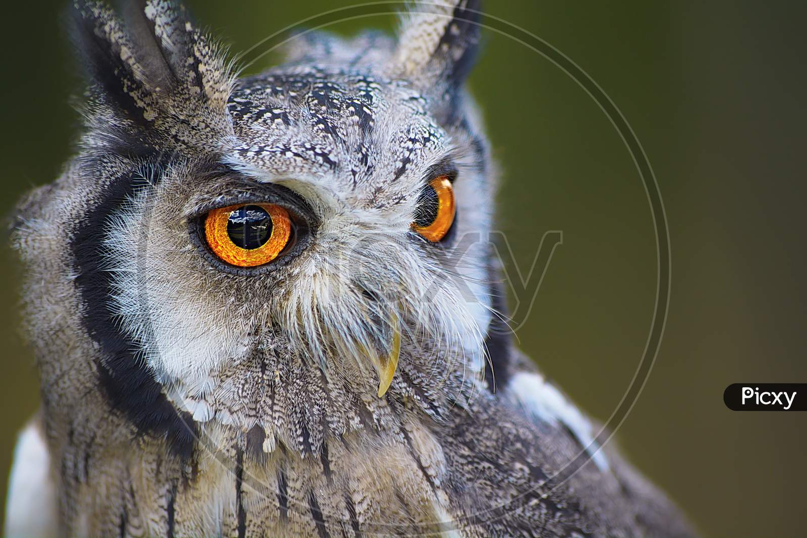 Cute Portrait Of A White Owl Bird