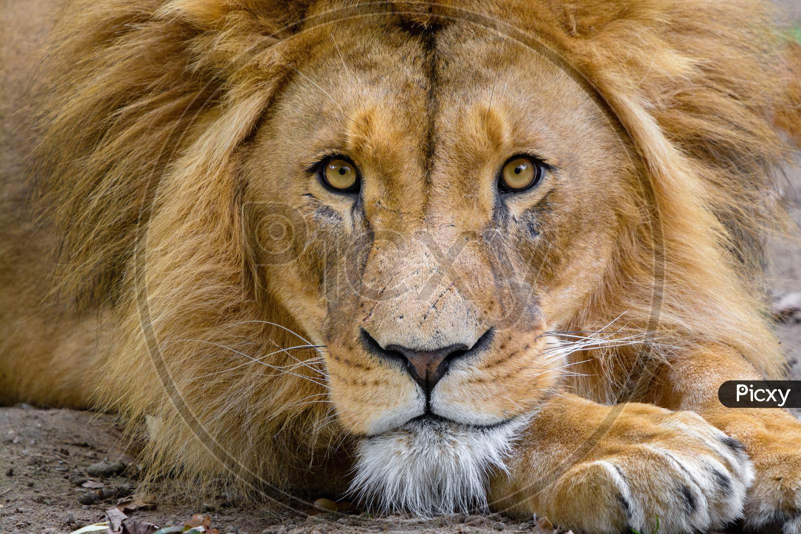 Portrait Of A Brown Lion. The Lion Is Looking At The Camera