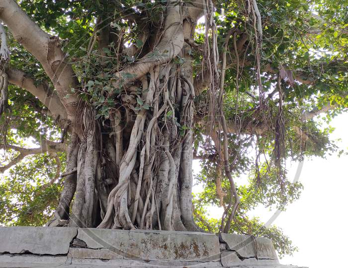 BaNyan tree