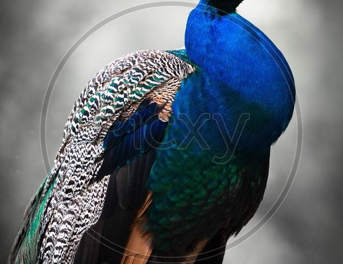 Cute Blue Portrait Of A Beautiful Peacock