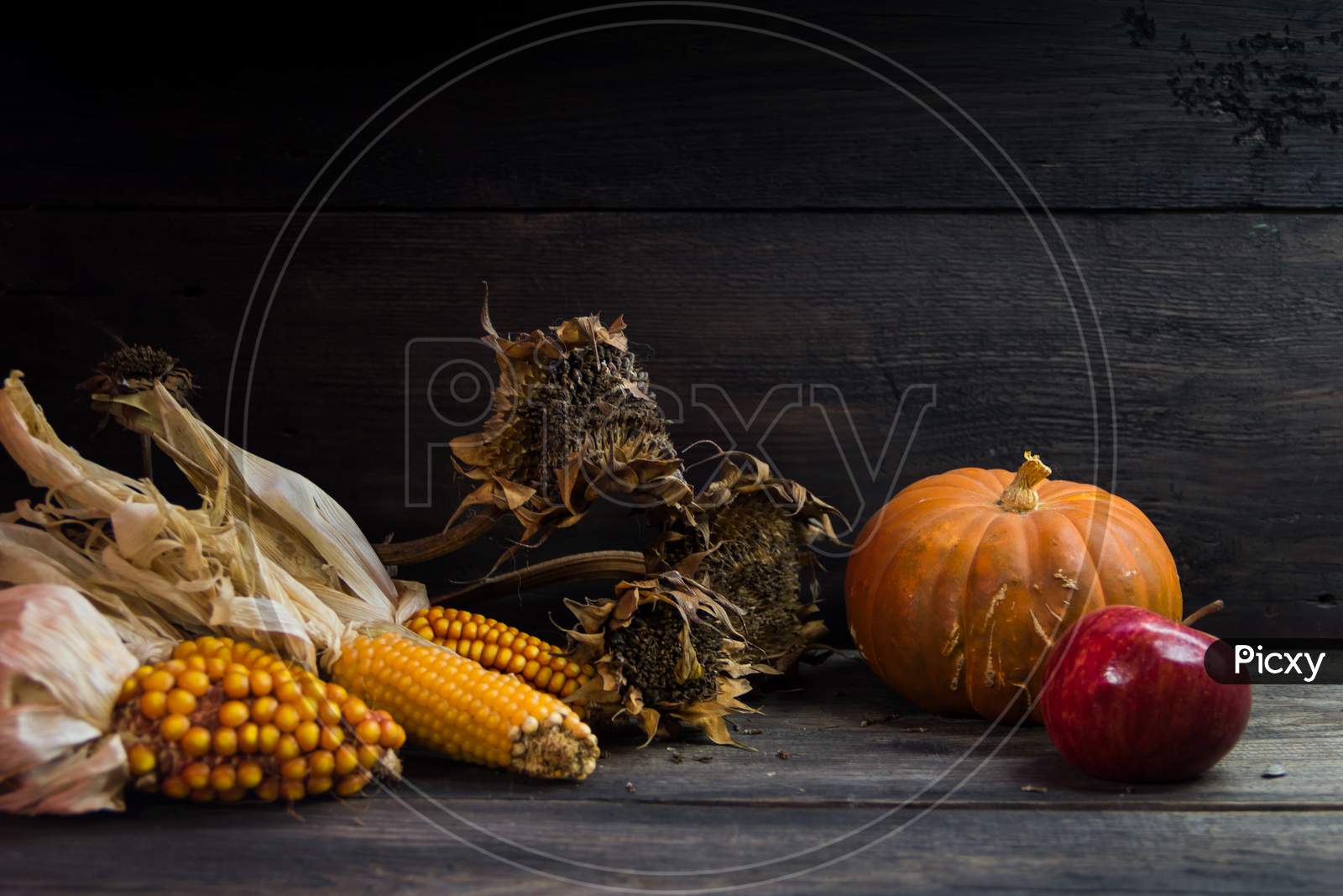 Autumn Harvest Concept With Corn Squash Sunflowers And Apples On Rustic Background