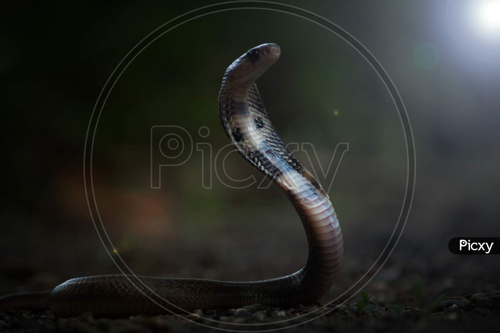Baby Cobra snake