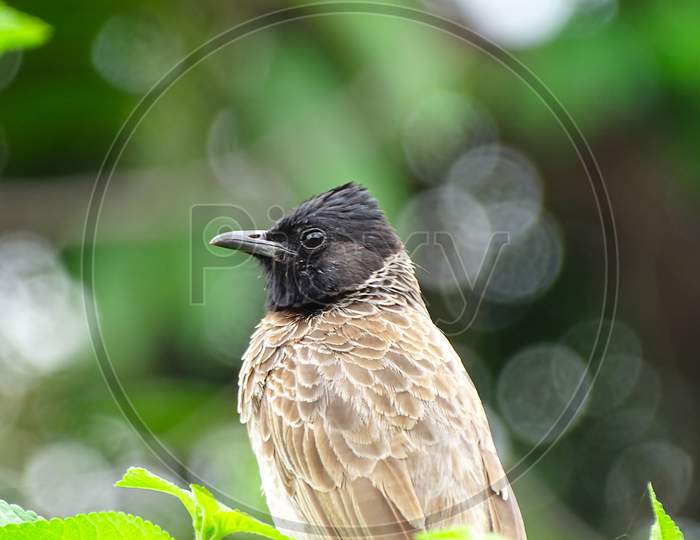 Red-vented bulbul on the nature.
