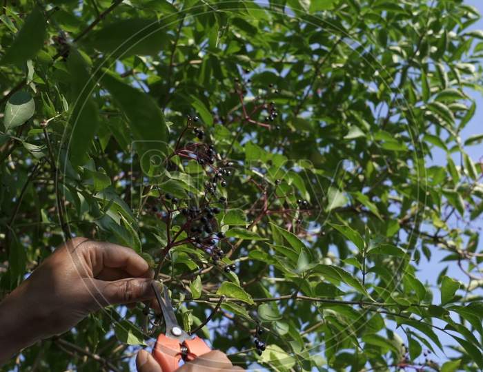 The Harvest Season Of Elderberries Depends On The Weather And When The Fruits Are Blue-Black