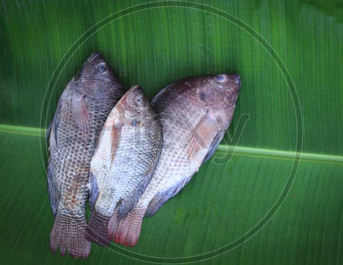 Fresh Tilapia Fish