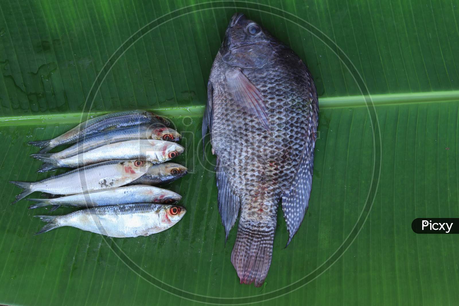 Sardine Fish And Tilapia Fish