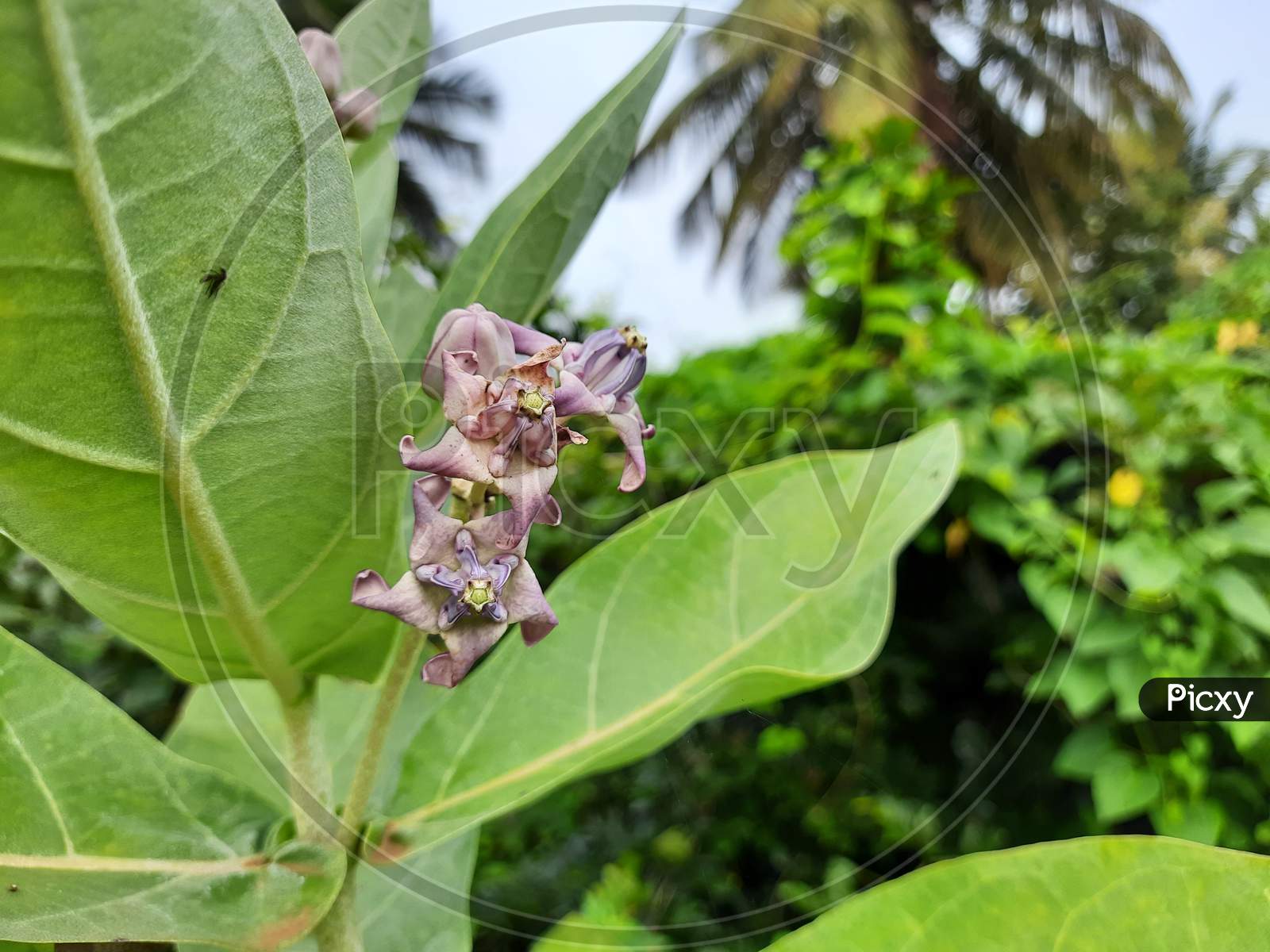 Beautiful Indian Aak Plant Or Calotropis Gigantea Flowers And Fruit In A Plant