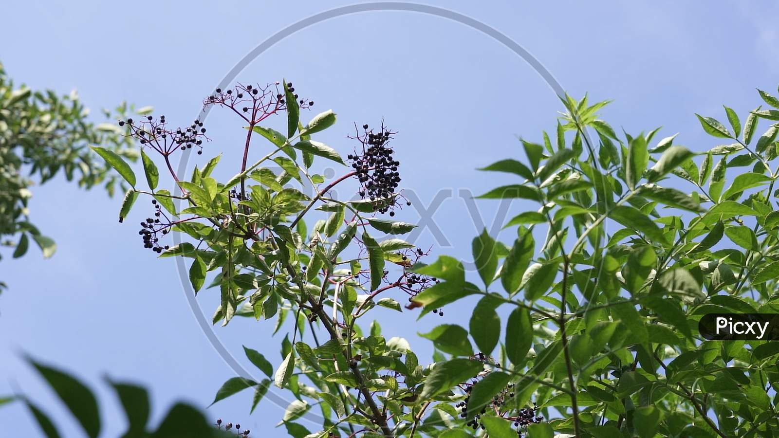 The Harvest Season Of Elderberries Depends On The Weather And When The Fruits Are Blue-Black