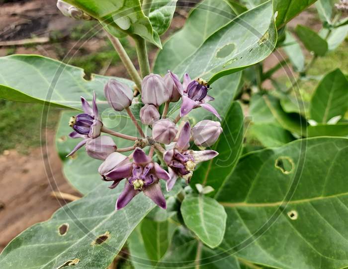 Beautiful Indian Aak Plant Or Calotropis Gigantea Flowers And Fruit In A Plant