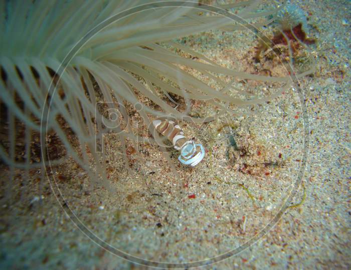 Anemone Shrimp (Ancylomenes Magnificus) In The Filipino Sea 9.11.2012