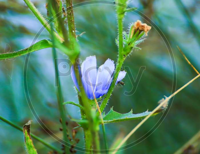 Blue Flower Details Near Green Plants
