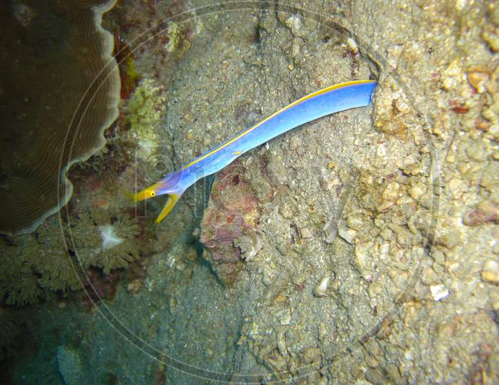 Blue Ribbon Eel (Rhinomuraene Quaesita) In The Filipino Sea 9.11.2012