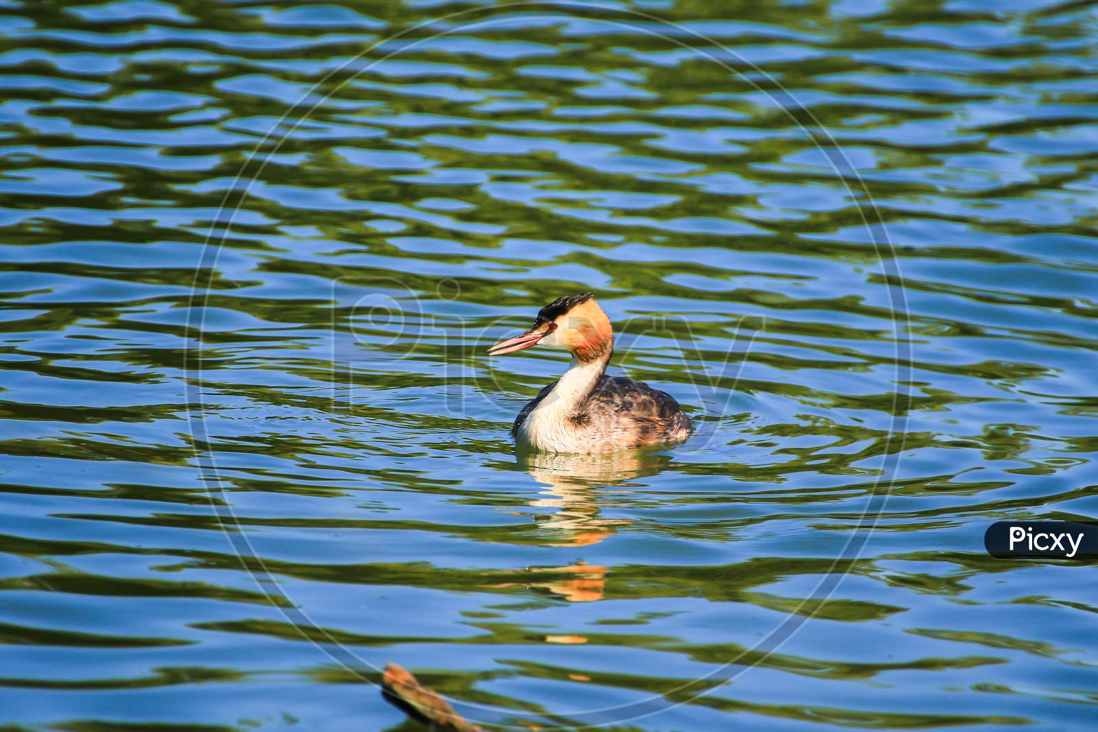 Great Crested Grebe Bird Floating On The Danube River