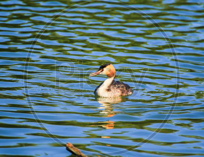 Great Crested Grebe Bird Floating On The Danube River