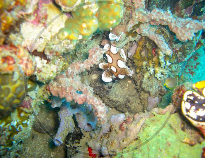 Harlekin Sweetlips (Plectorhinchus Chaetodonoides) In The Filipino Sea 5.11.2012