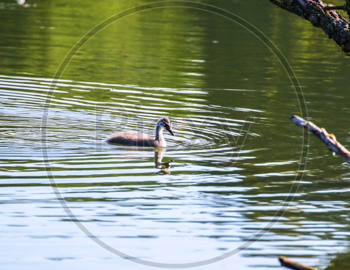 Great Crested Grebe Chicken Floating On The Danube River