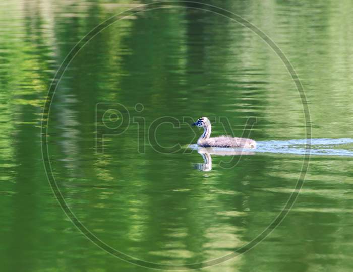 Great Crested Grebe Chicken Floating On The Danube River