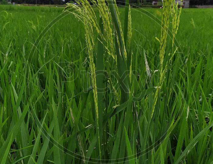 paddy cultivation greenery