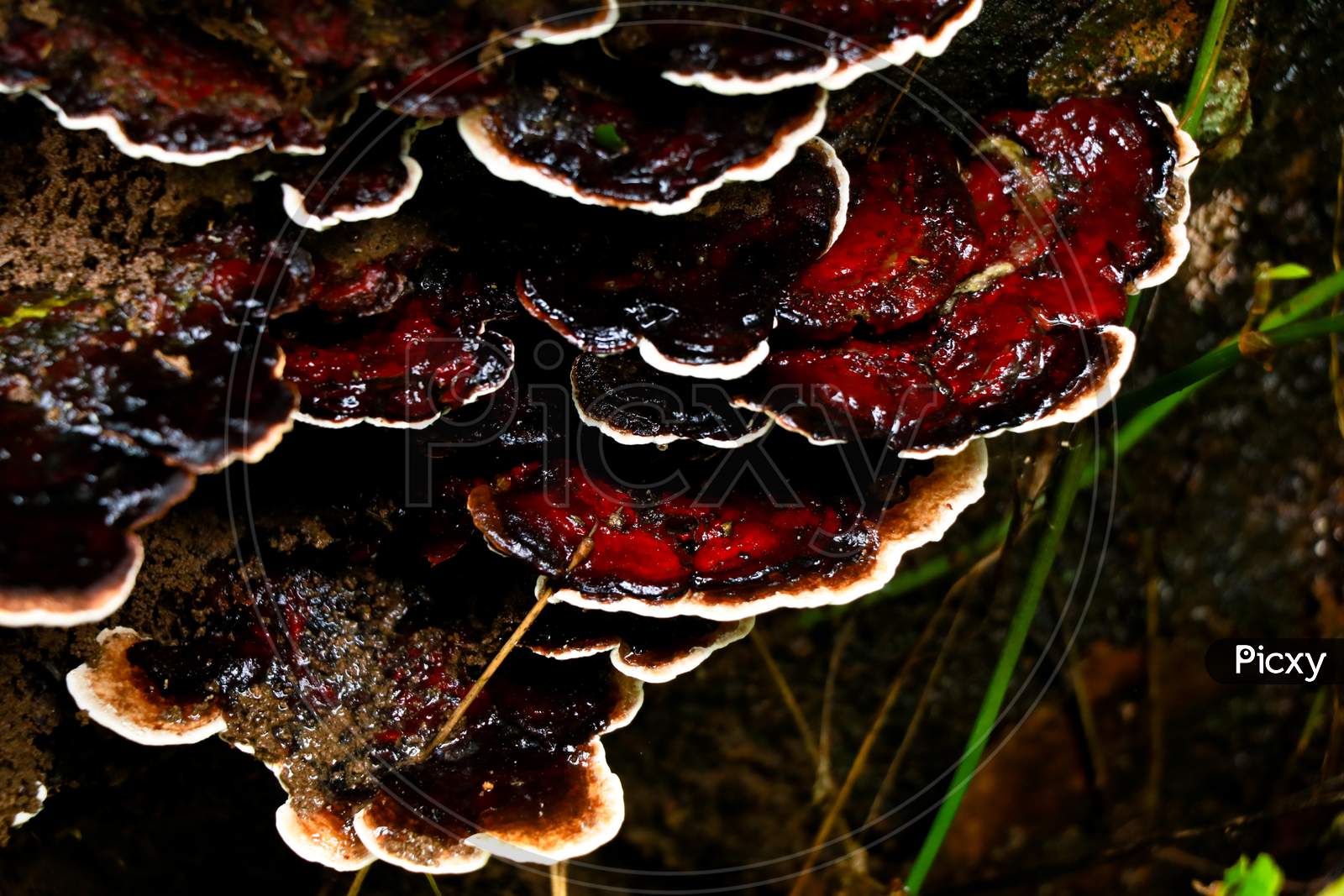 Brown Color Mushroom Or Conk On A Decaying Wood Trunk From Western Ghats, Selective Focus