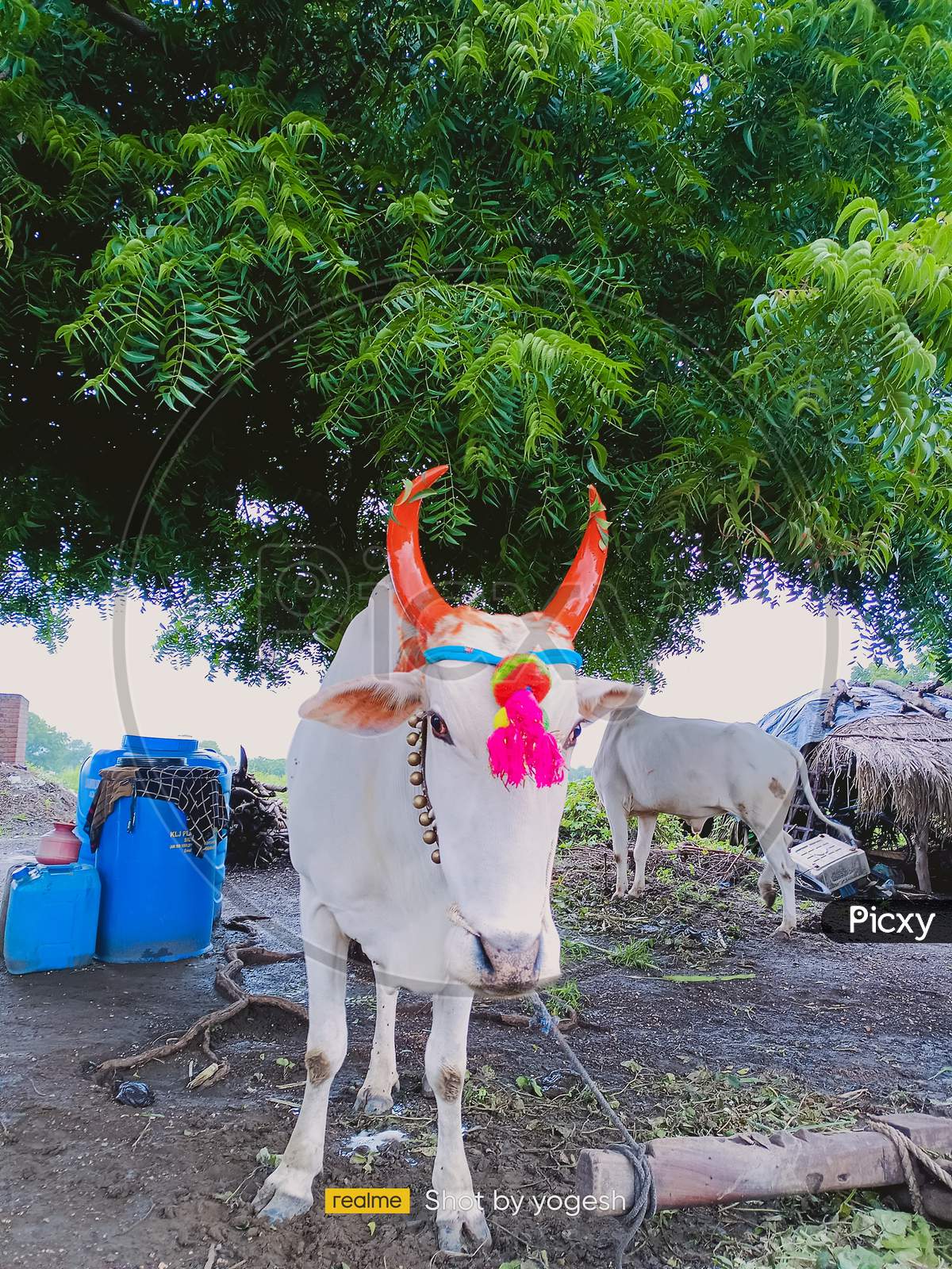 Pet ox store