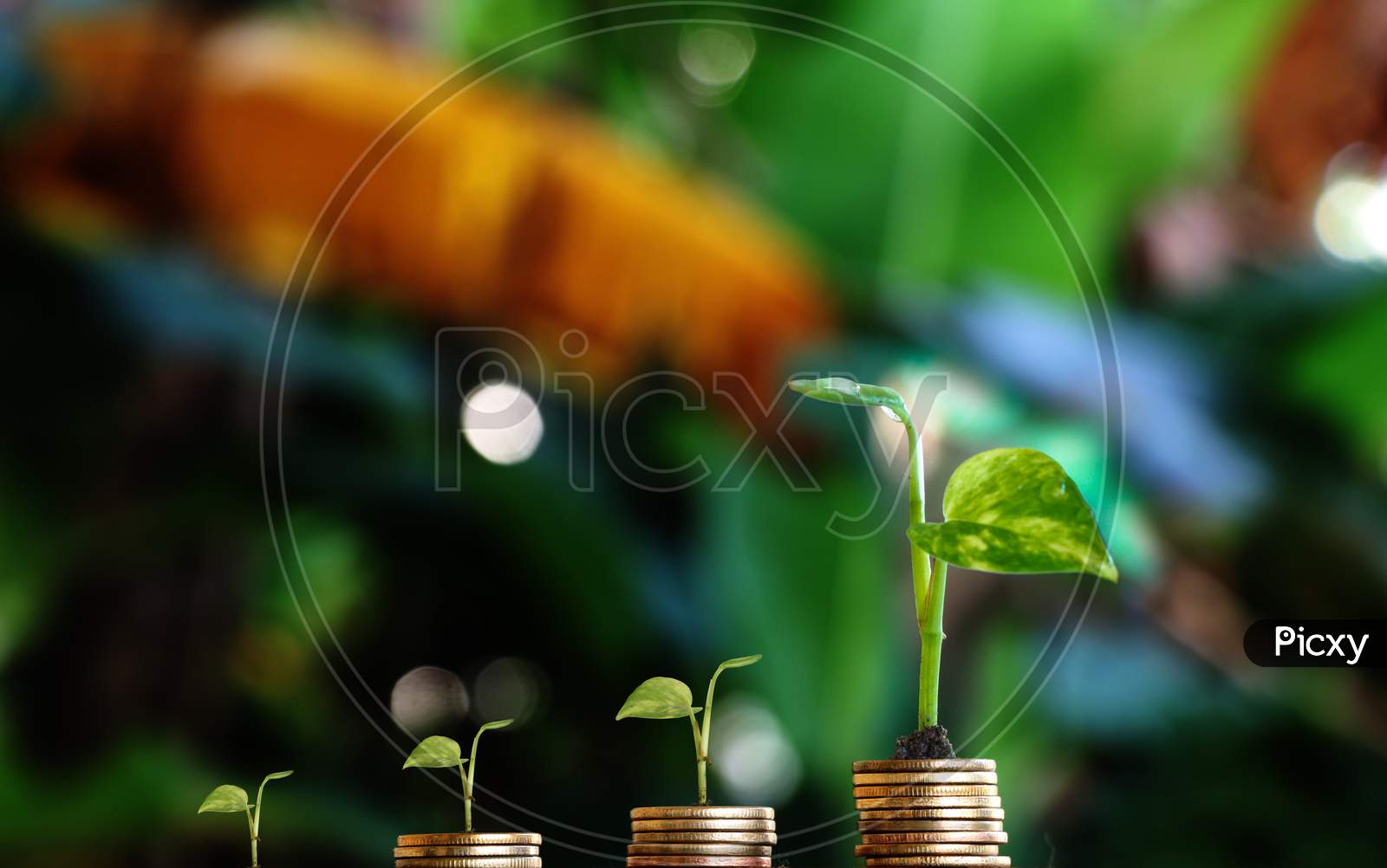 Plant Grow On Money Stacks In An Environment With This Money-Saving And Sustainable Business Investment Idea
