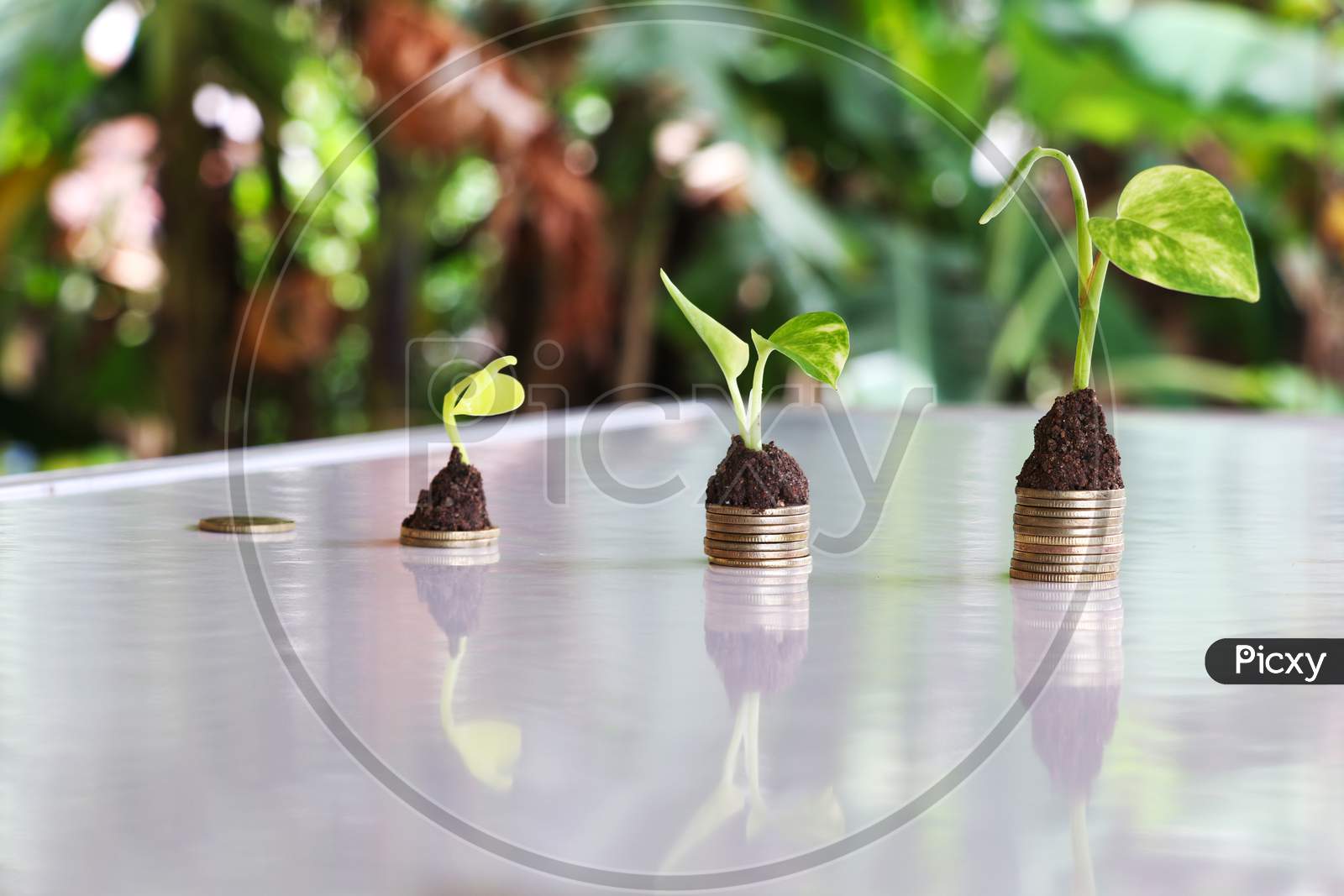 Plant Grow On Money Stacks In A Bokeh Environment . Money Saving And Sustainable Business Investment Idea