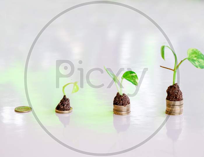 Plant Grow On Money Stacks In A White Background . Sustainable Business Investment Idea