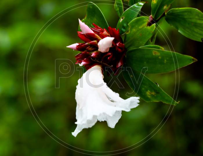 Flower Of Crepe Ginger Or Cheilocostus Speciosus, Medicinal Plant