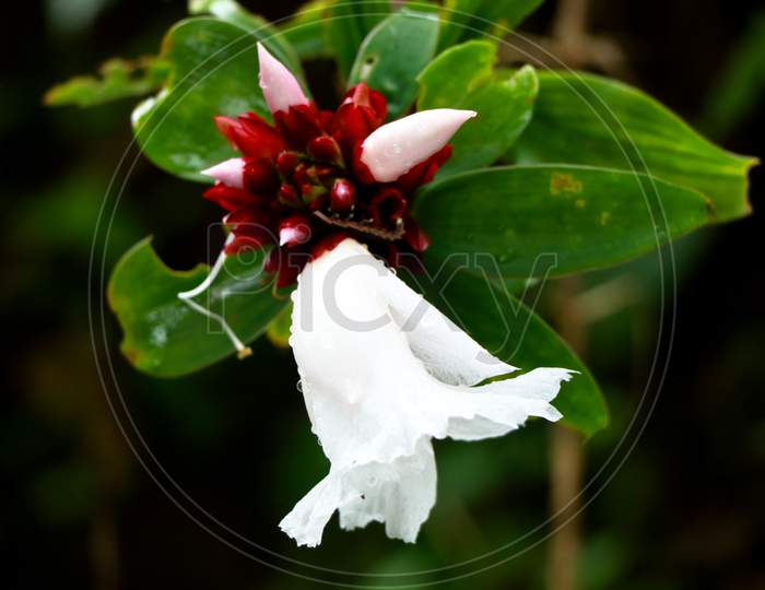 Flower Of Crepe Ginger Or Cheilocostus Speciosus, Medicinal Plant