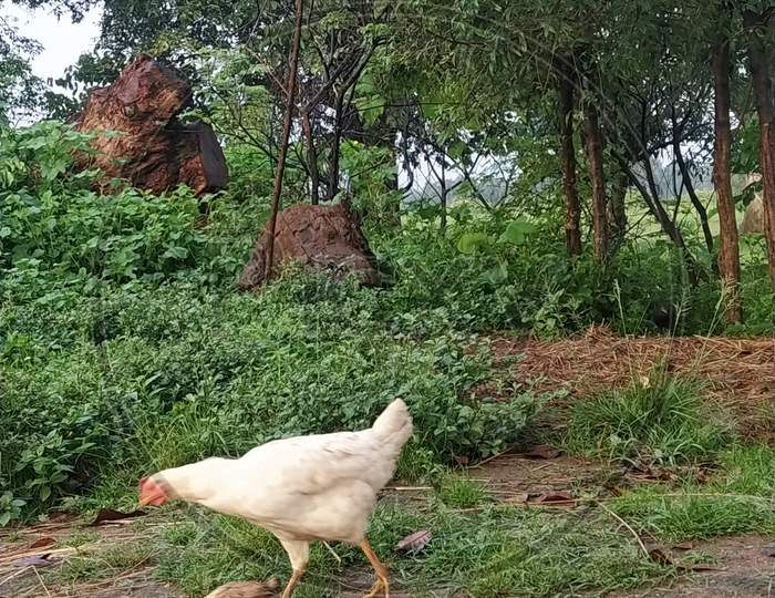 Mother hen searching for food