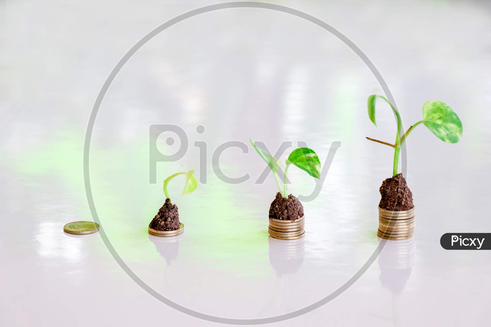 Plant Grow On Money Stacks In A White Background . Sustainable Business Investment Idea