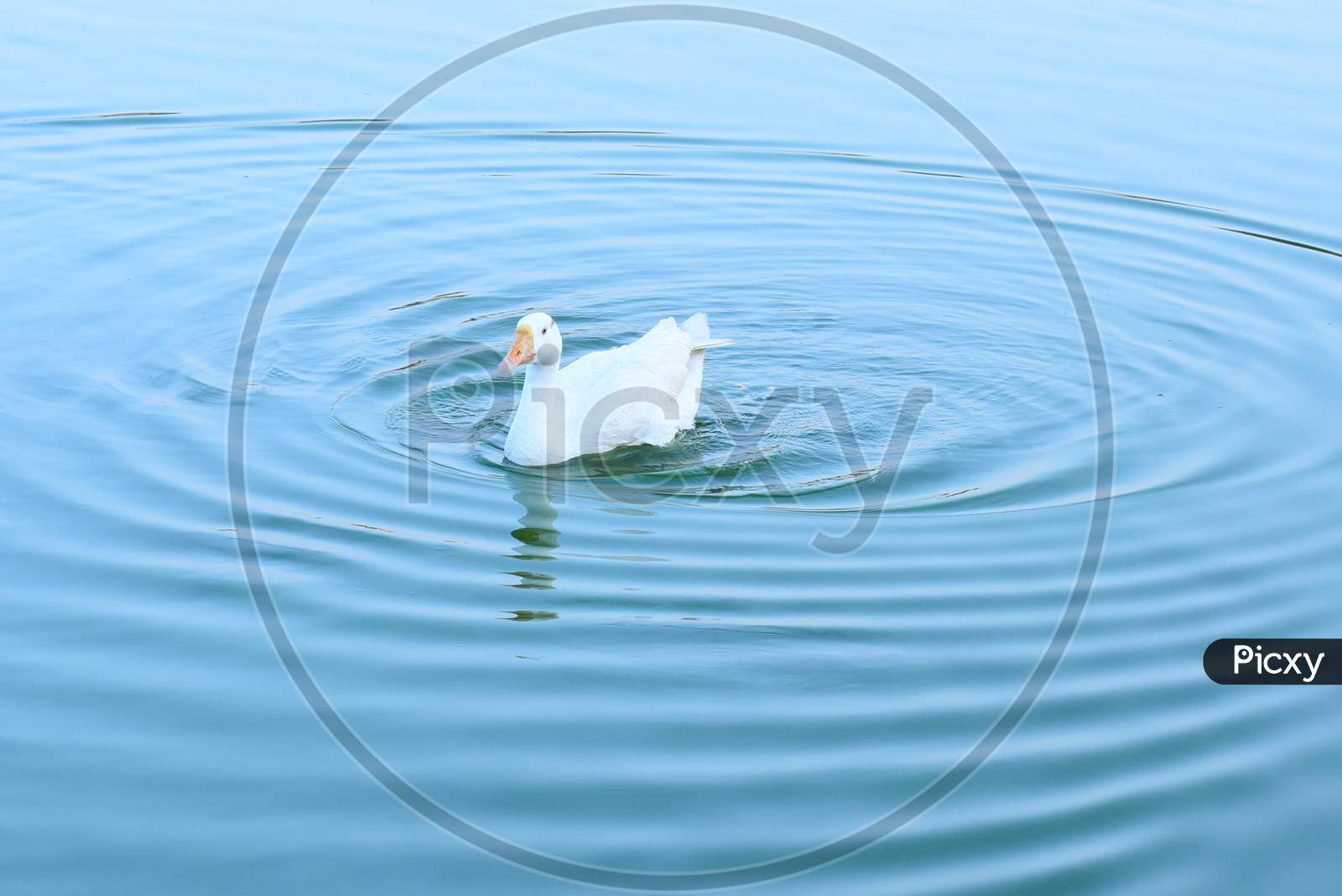 image-of-duck-in-oxidation-pond-aq376269-picxy