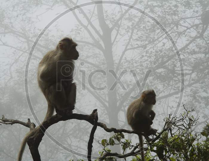 Monkeys And Misty Morning