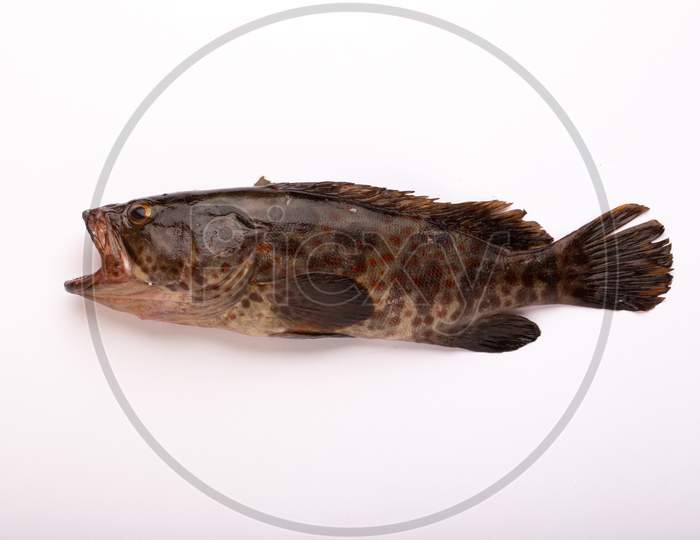 Raw Fish_Freshwater Fish