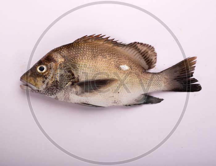 Raw Fish_ Freshwater Fish