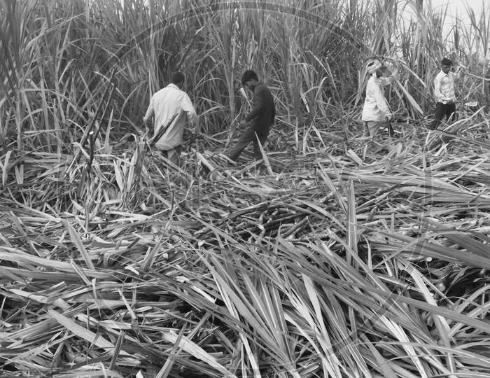 workers cutting sugarcane crops for supplying to sugar industry in India. Black and white background.