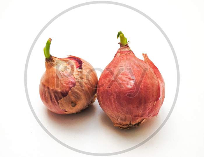 Red Onions With Young Leaves Bud Isolated On White Background