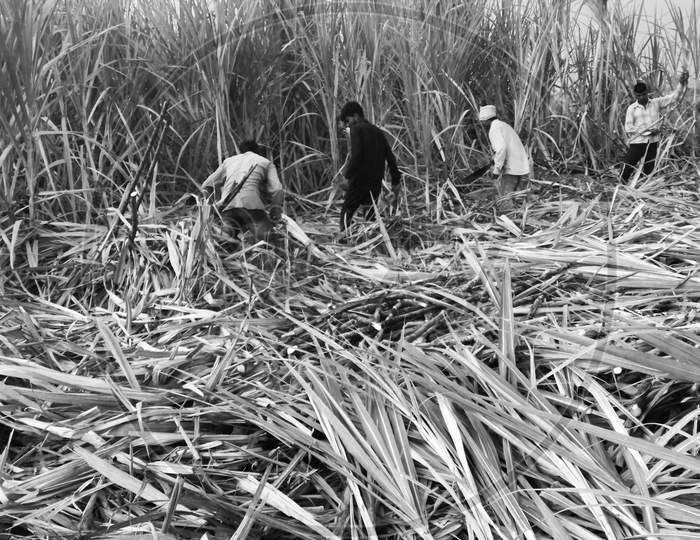 A picture of cutting sugarcane by workers in black and white frame. Agriculture field background