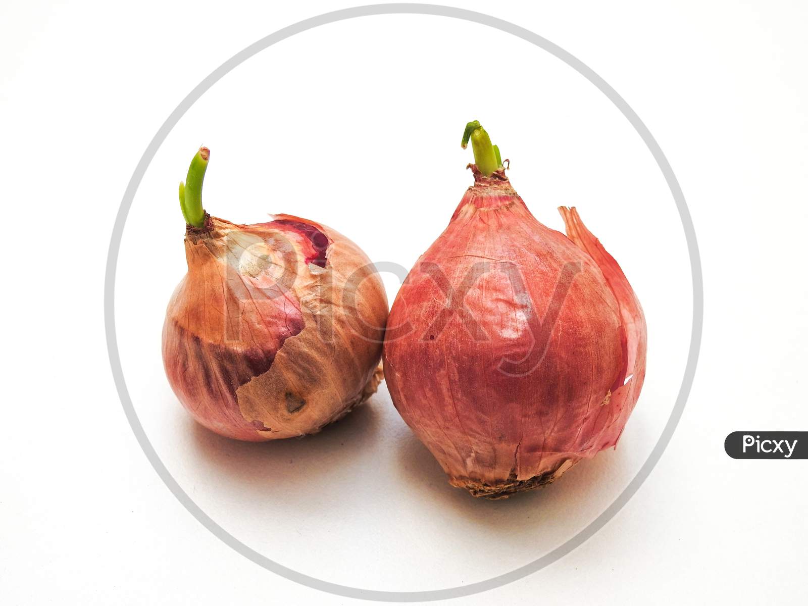 Red Onions With Young Leaves Bud Isolated On White Background