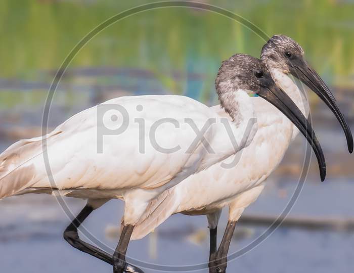 Couple of black headed ibis bird