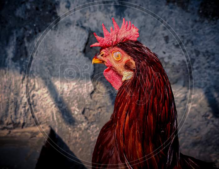Close up of the rooster face