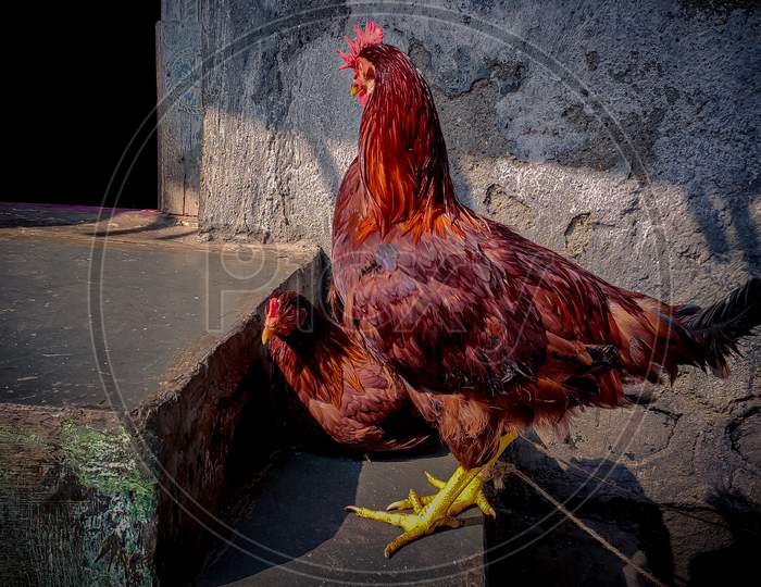 Male and female chicken