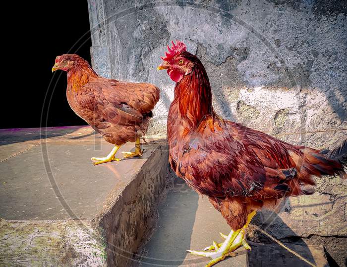 Male and female chicken